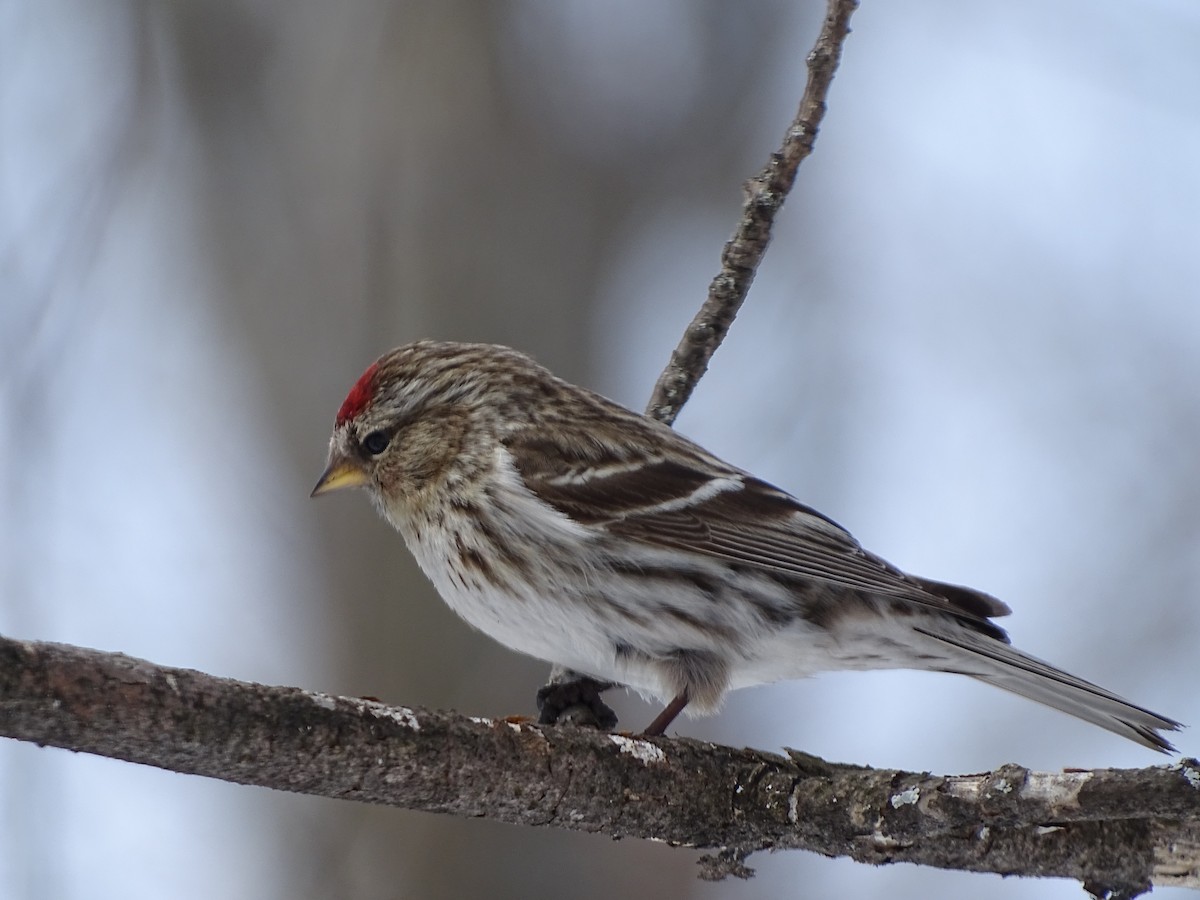 Common Redpoll - ML94652091