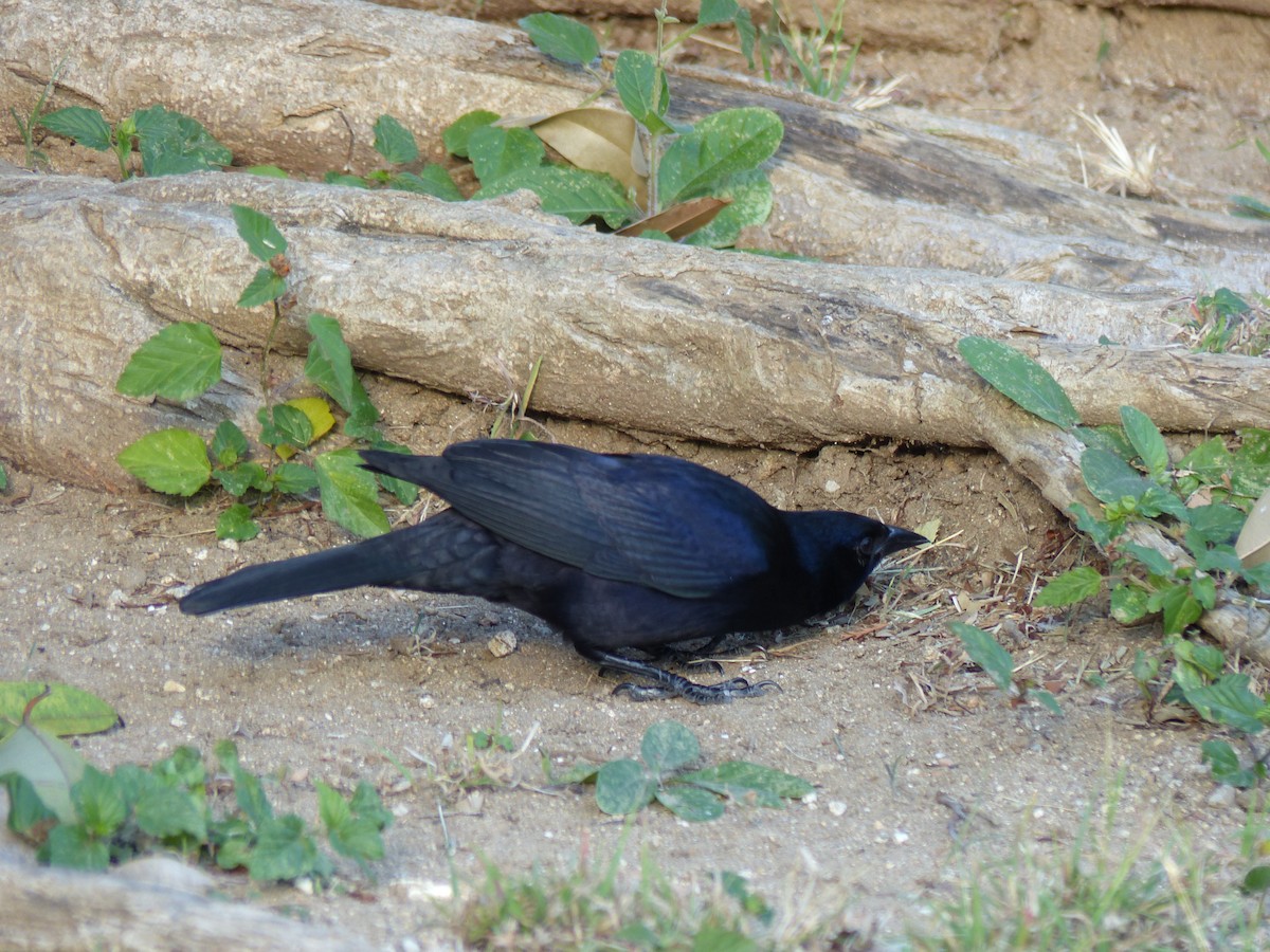 Cuban Blackbird - Claire Bélanger