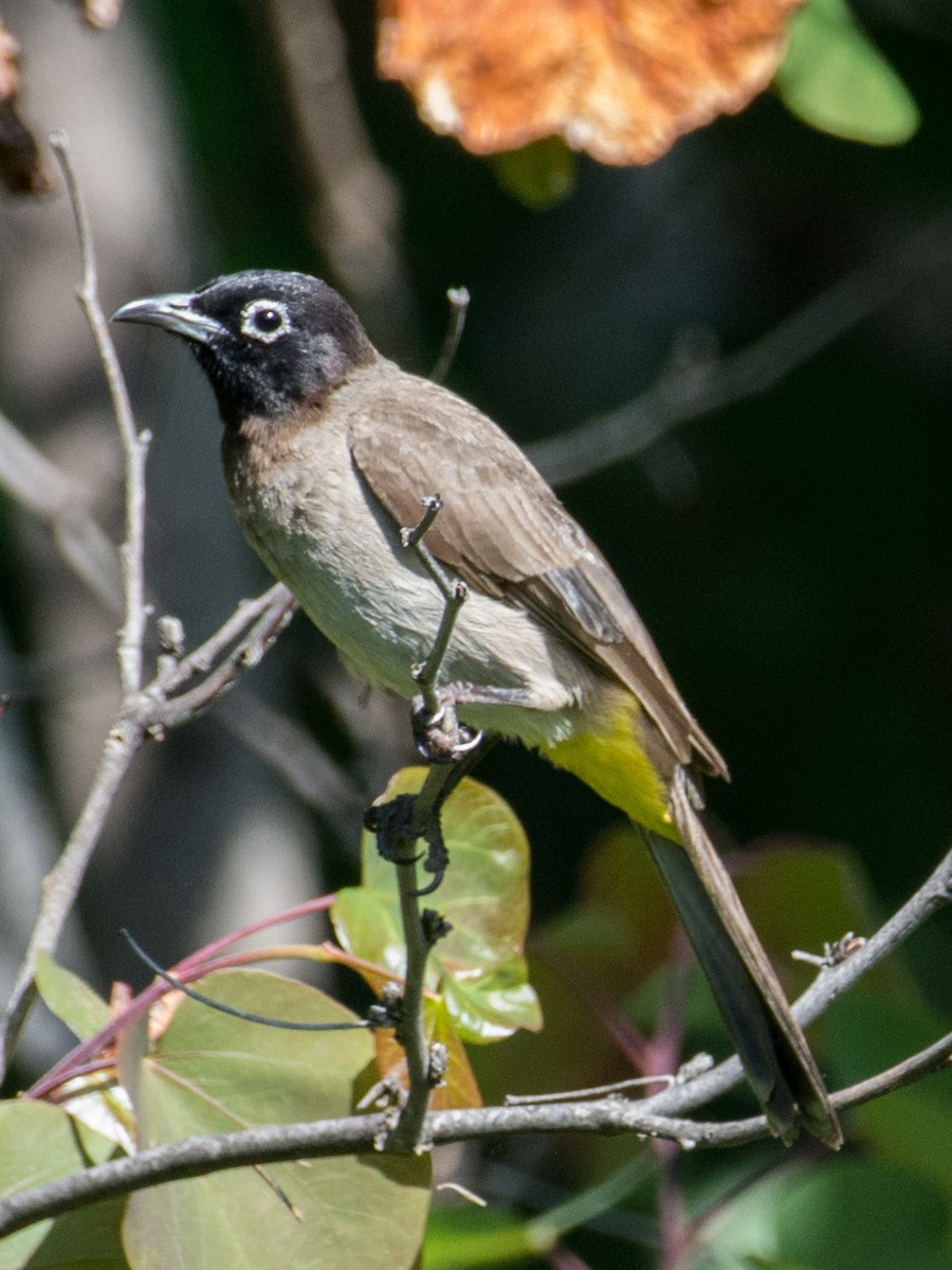 White-spectacled Bulbul - ML94653831