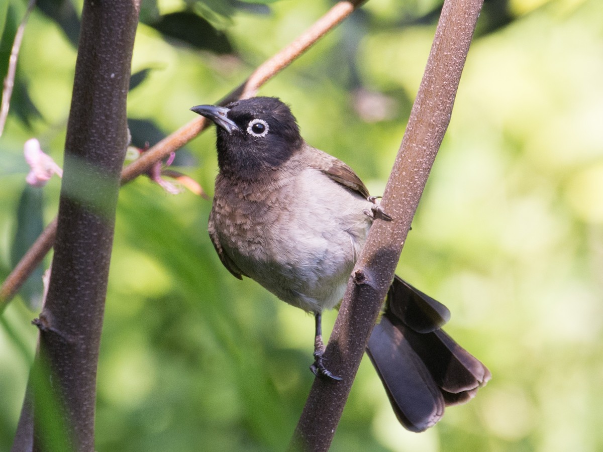 White-spectacled Bulbul - ML94653911