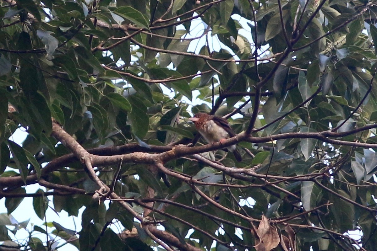 Sooty Barbet - ML94657961