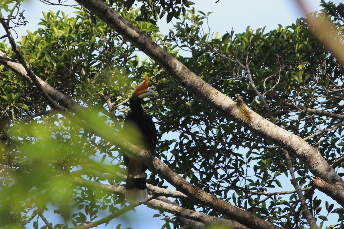 Rhinozeroshornvogel - ML94658091