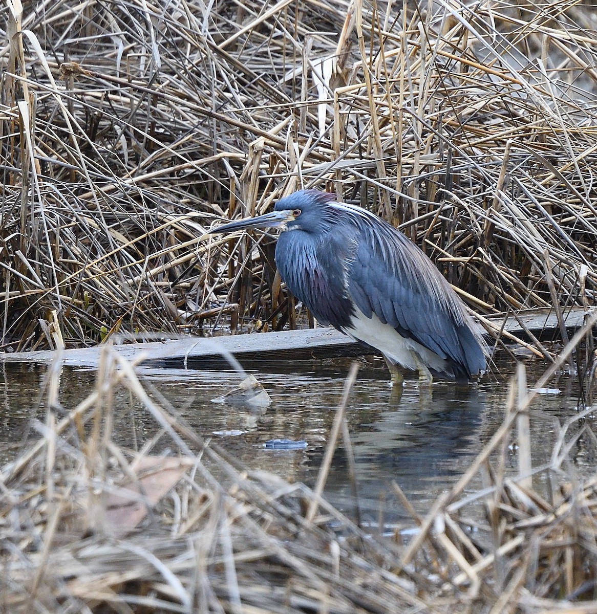 Tricolored Heron - ML94658941