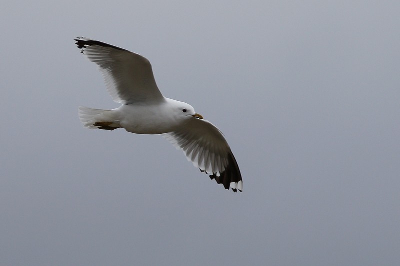 Common Gull (European) - Anonymous