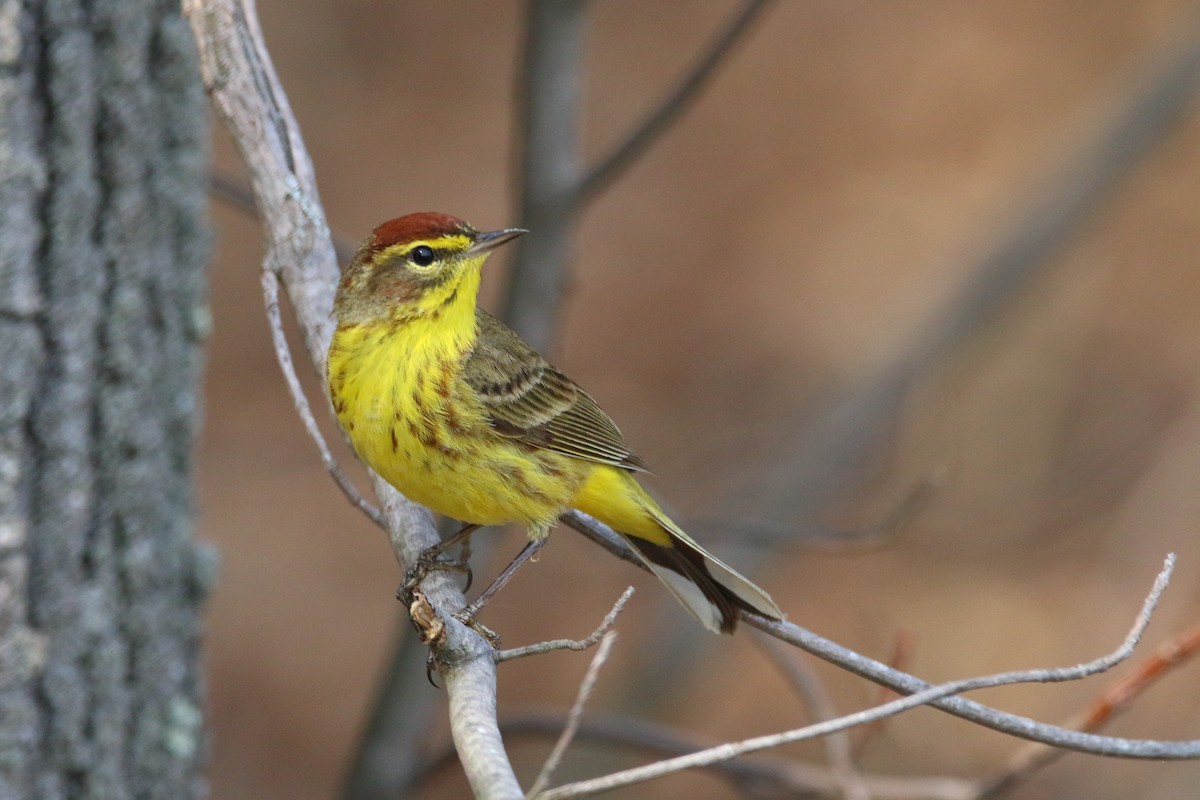 Palm Warbler - Devin Griffiths