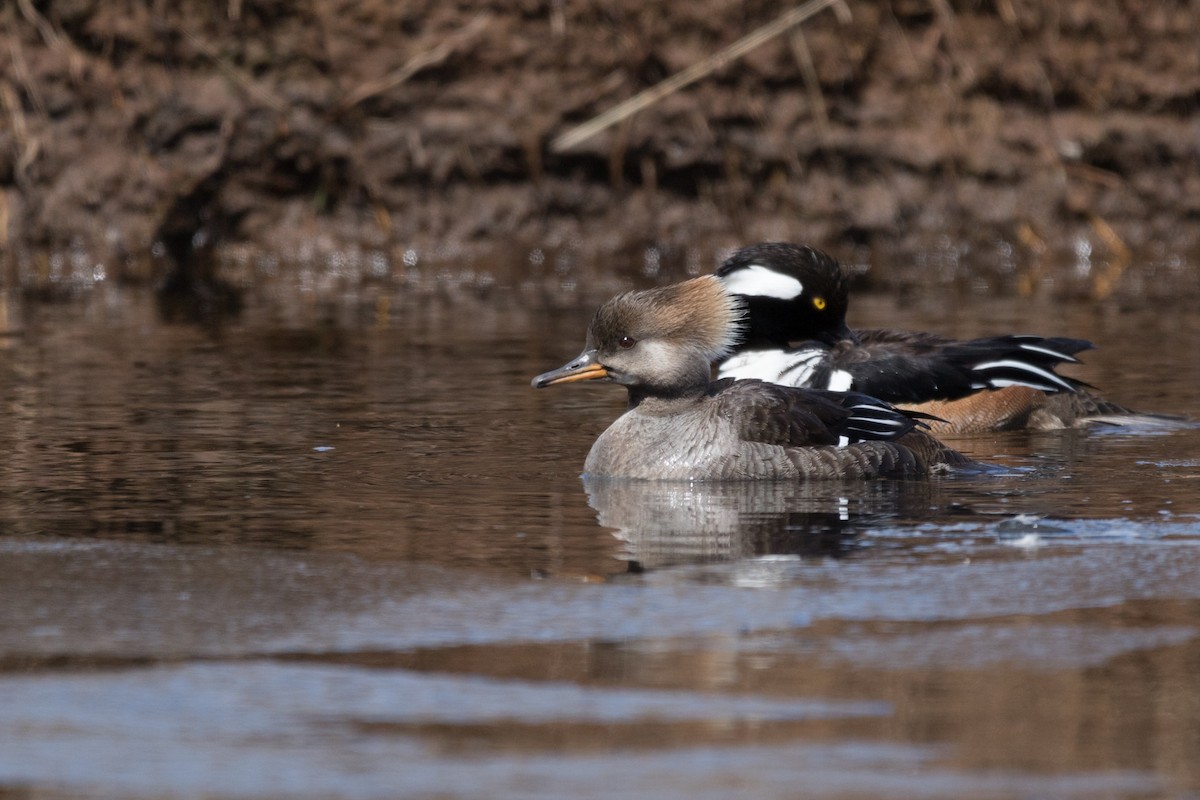 Hooded Merganser - Steven McGrath