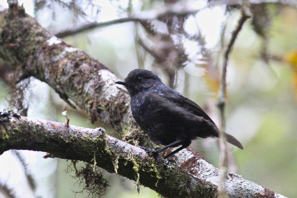 Shiny Whistling-Thrush - Oscar Johnson