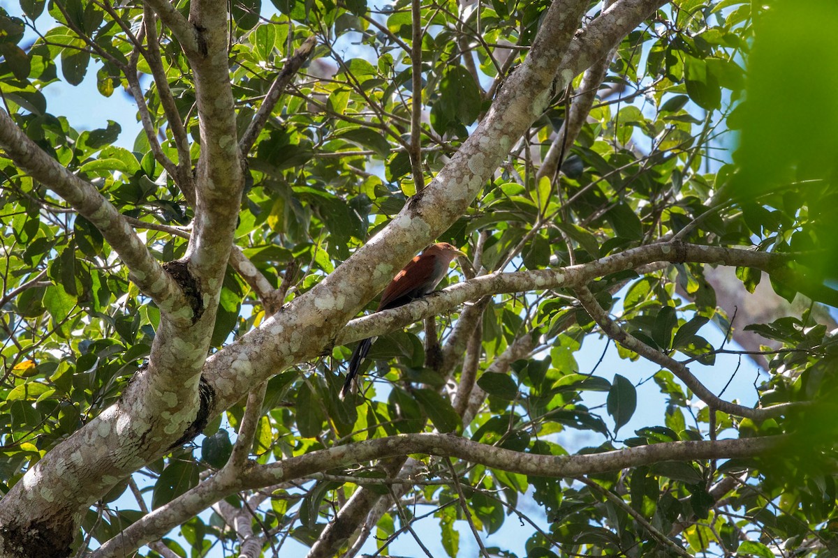 Squirrel Cuckoo - ML94667931