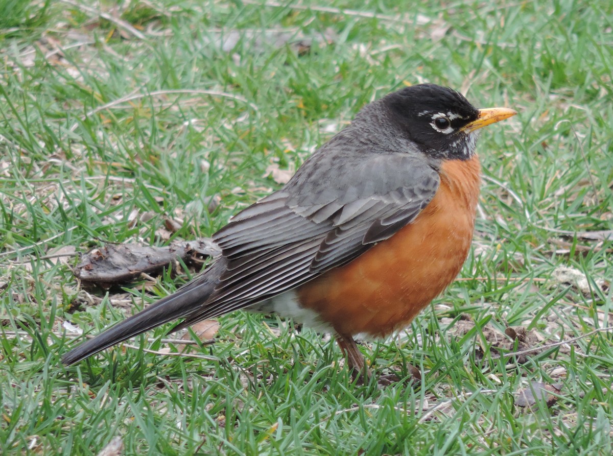 American Robin - Rich Brown