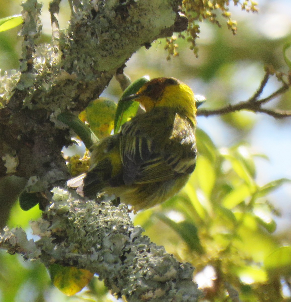 Cape May Warbler - ML94670161