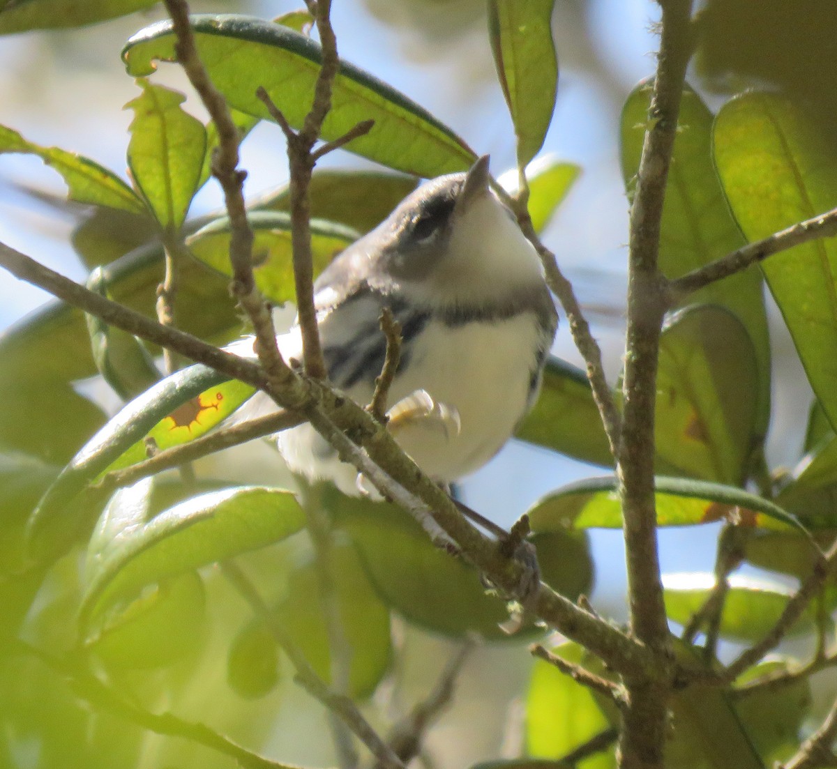 Blauwaldsänger - ML94670241