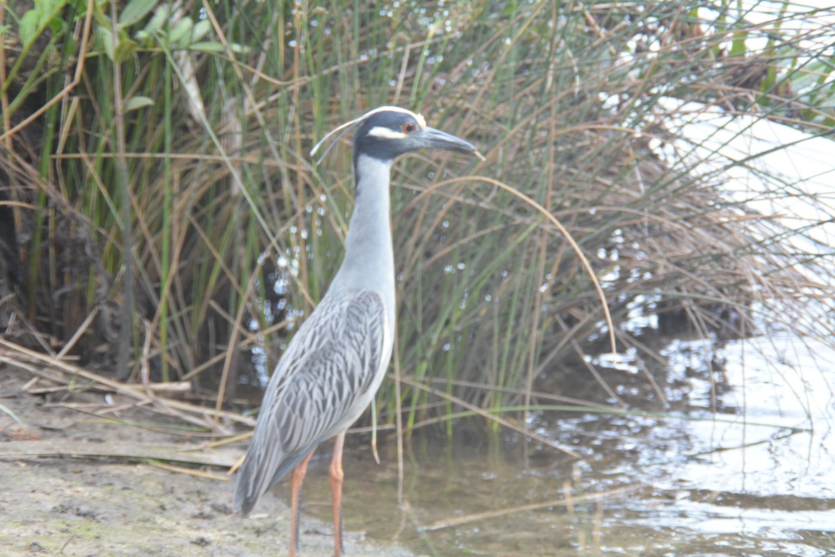Yellow-crowned Night Heron - Colleen O'Neill-Thorne