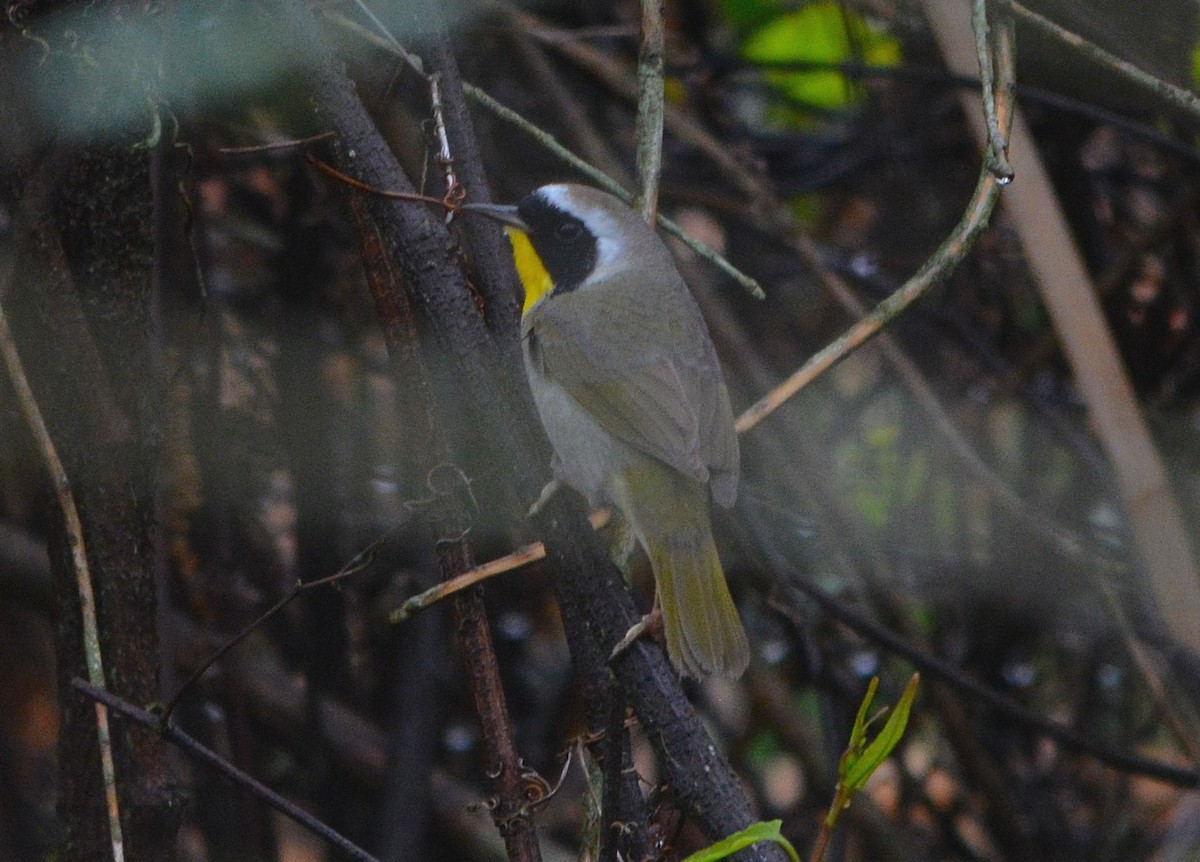 Paruline masquée - ML94673671