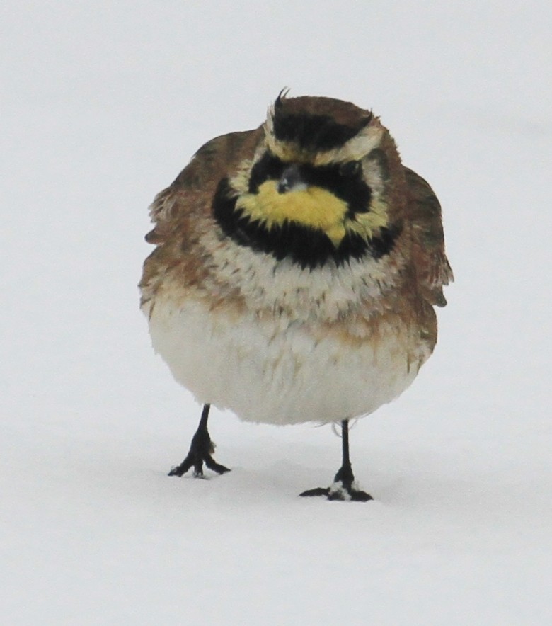 Horned Lark - Jennifer Allison