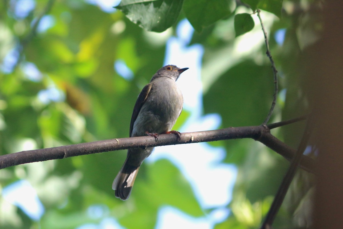 Spectacled Bulbul - ML94674591