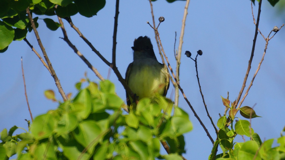 Great Crested Flycatcher - ML94674801