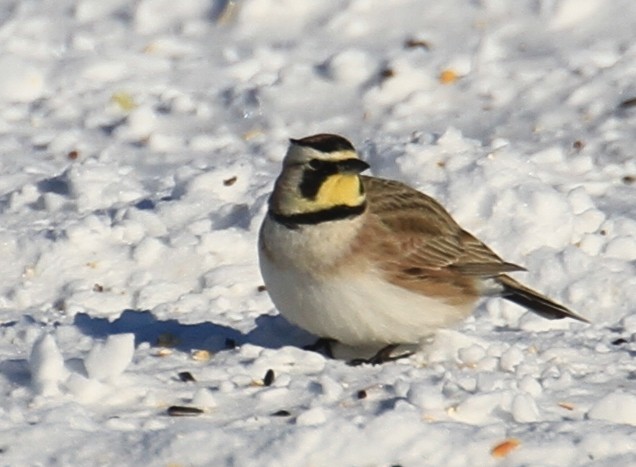 Horned Lark - Jennifer Allison