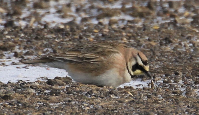 Horned Lark - Jennifer Allison