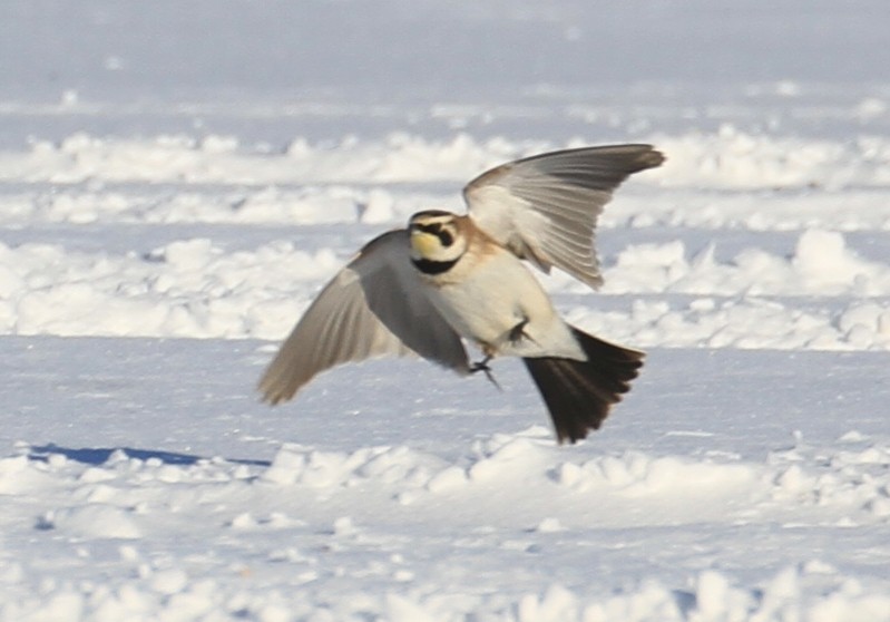 Horned Lark - Jennifer Allison