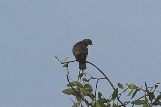 Pink-necked Green-Pigeon - ML94676091