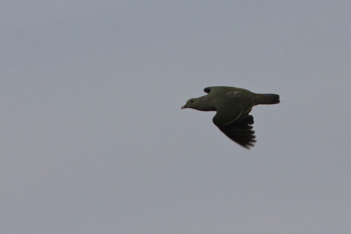 Pink-necked Green-Pigeon - Oscar Johnson