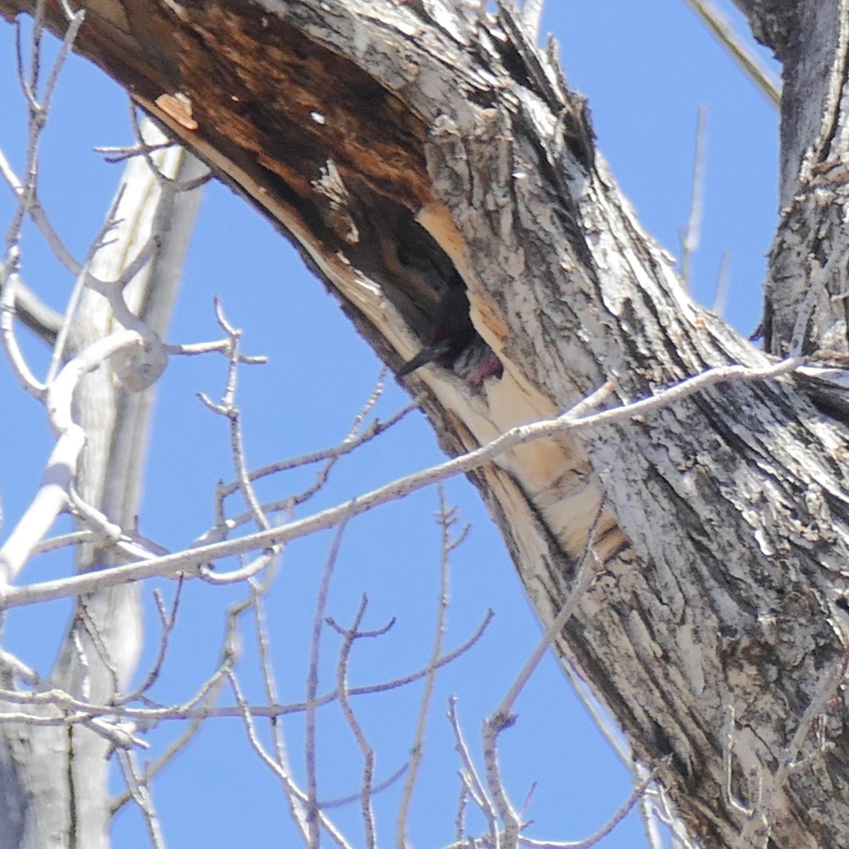Lewis's Woodpecker - ML94676621