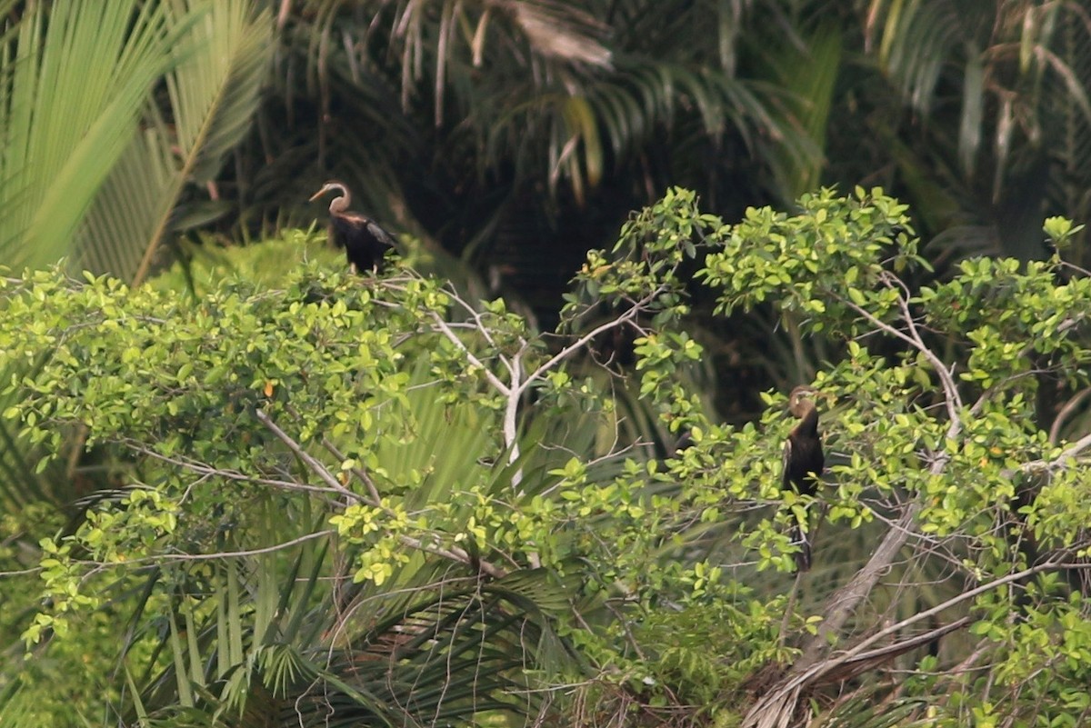 Oriental Darter - ML94676641