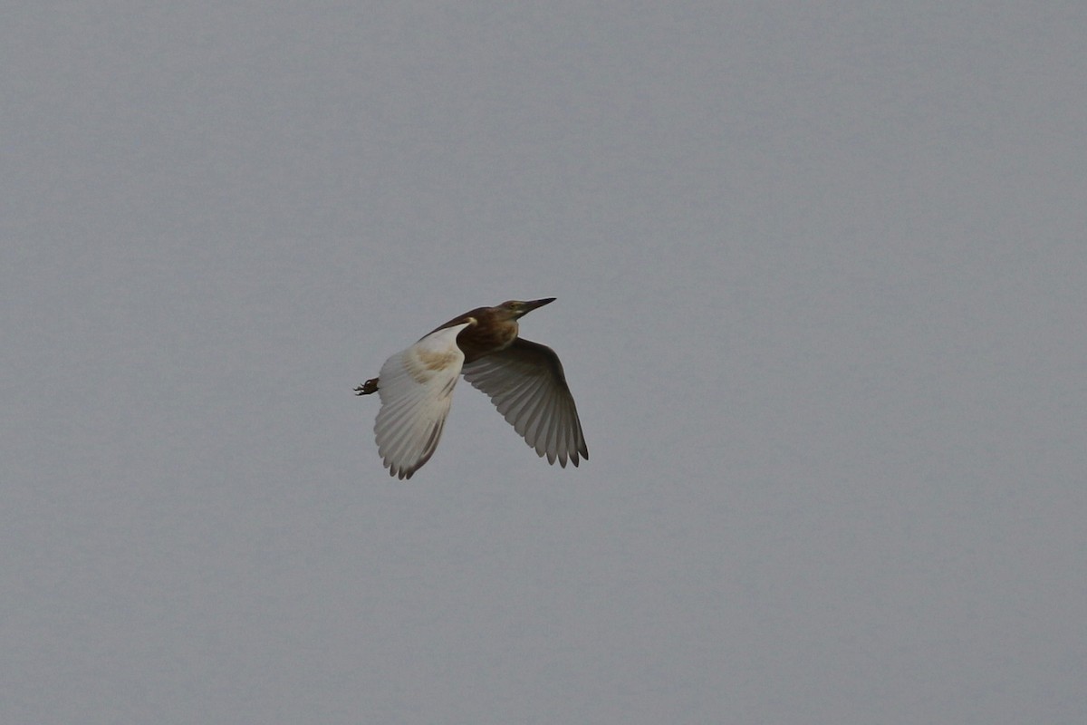 Javan Pond-Heron - ML94676691