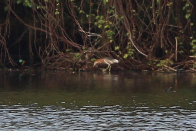 Javan Pond-Heron - Oscar Johnson