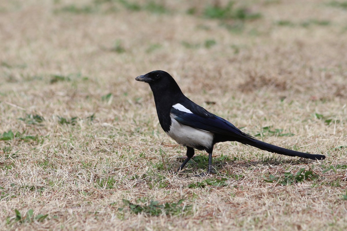 Oriental Magpie - ML94677351