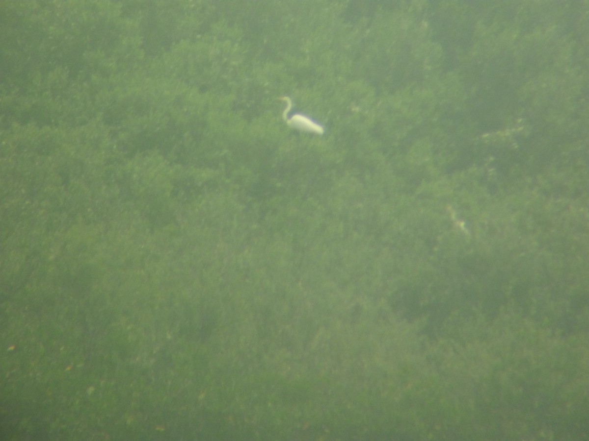 Great Egret (American) - ML94678571