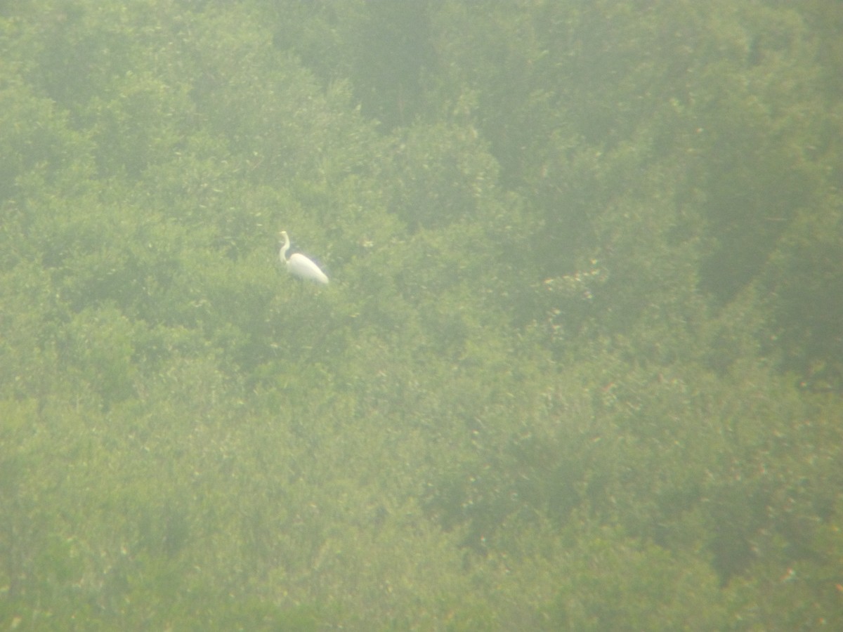 Great Egret (American) - ML94678601