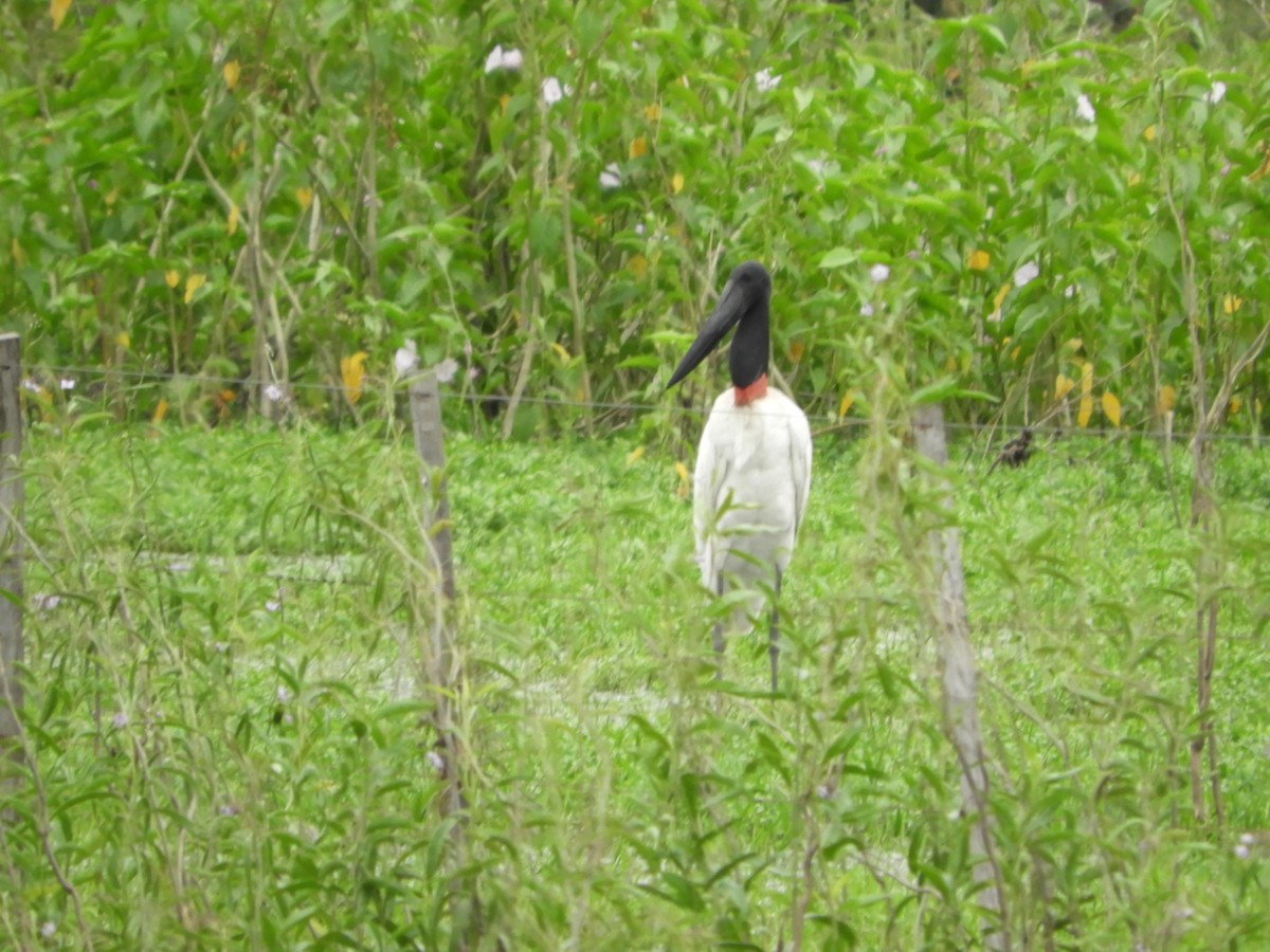 Jabiru d'Amérique - ML94679281