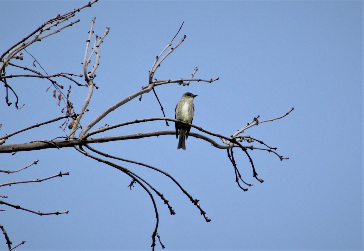 Olive-sided Flycatcher - ML94683671