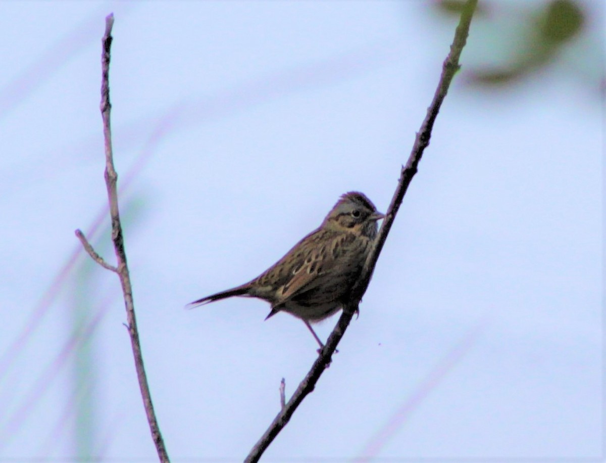 Lincoln's Sparrow - ML94683901