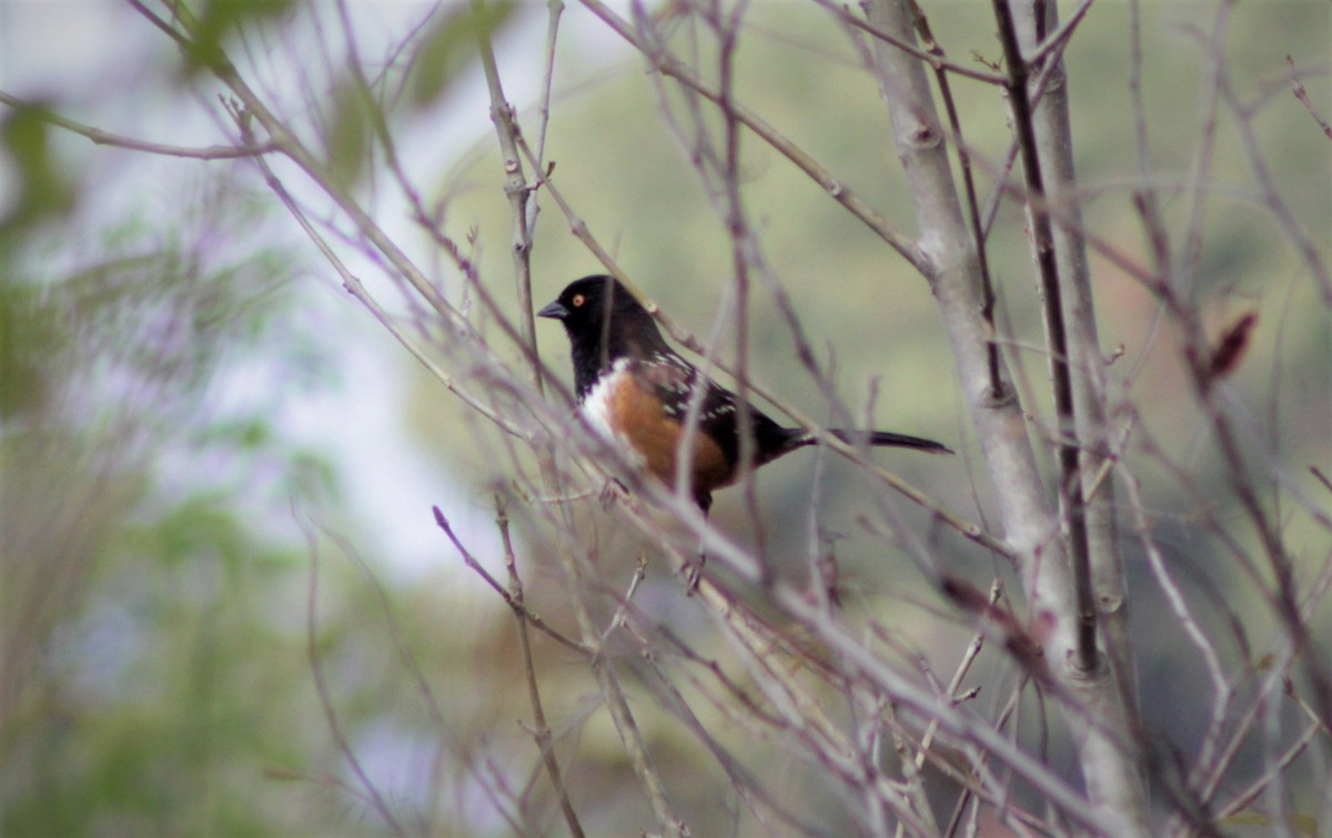 Spotted Towhee - ML94683931