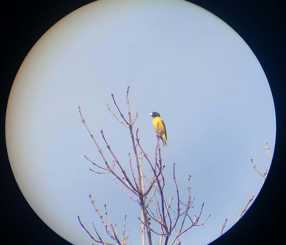 Hooded Grosbeak - ML94684251