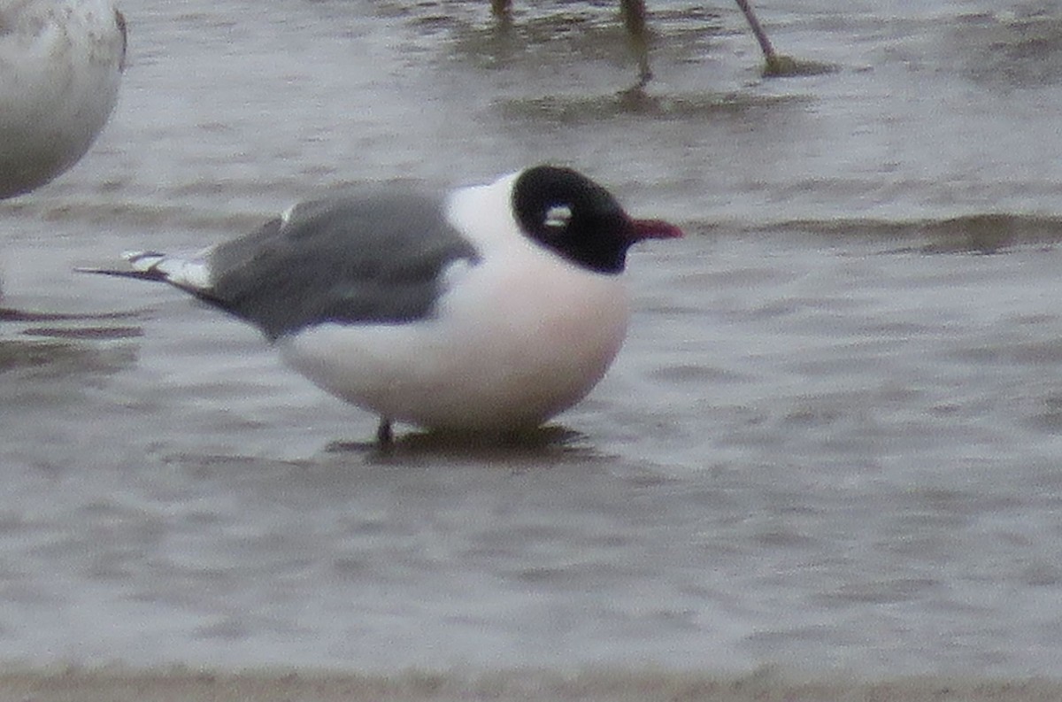 Franklin's Gull - ML94684641