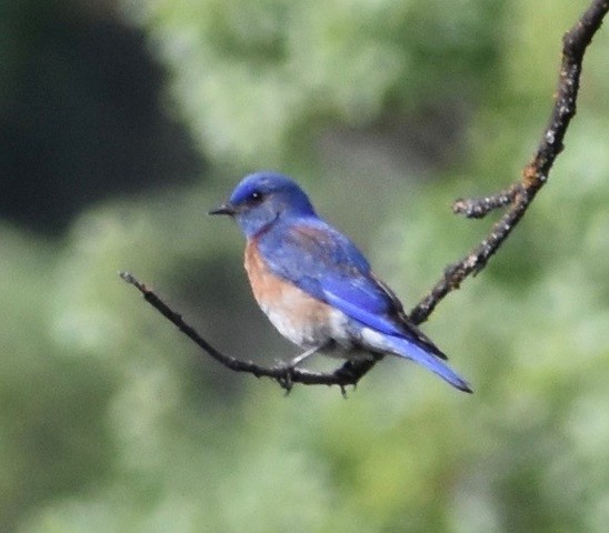 Western Bluebird - ML94685121