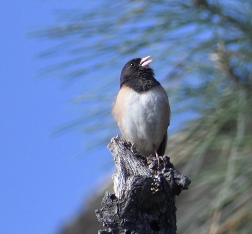 Dark-eyed Junco - ML94685131