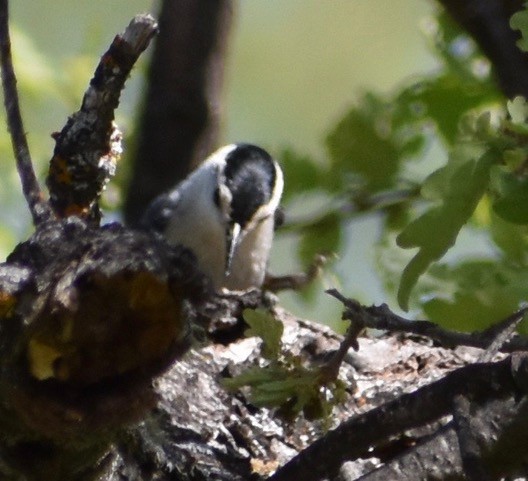 White-breasted Nuthatch - ML94685271