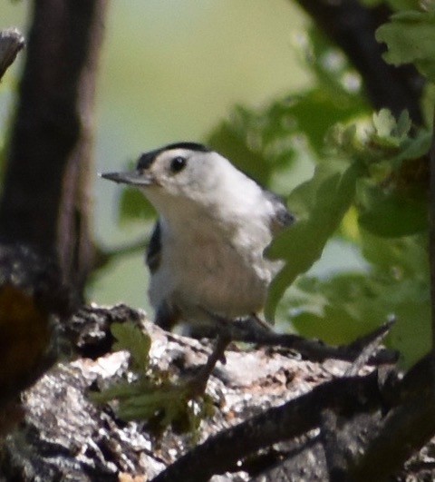 White-breasted Nuthatch - ML94685281