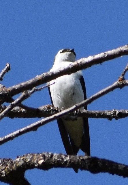 Violet-green Swallow - ML94685301