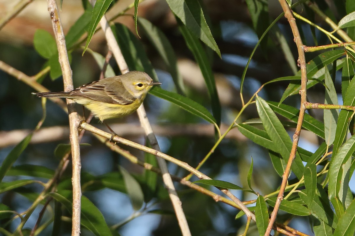 Prairie Warbler - ML94686001