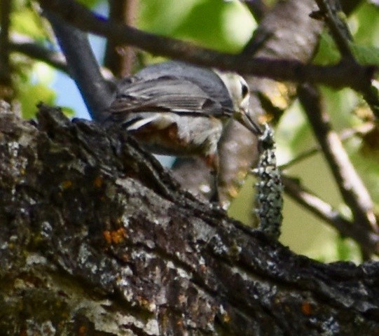 White-breasted Nuthatch - ML94686491