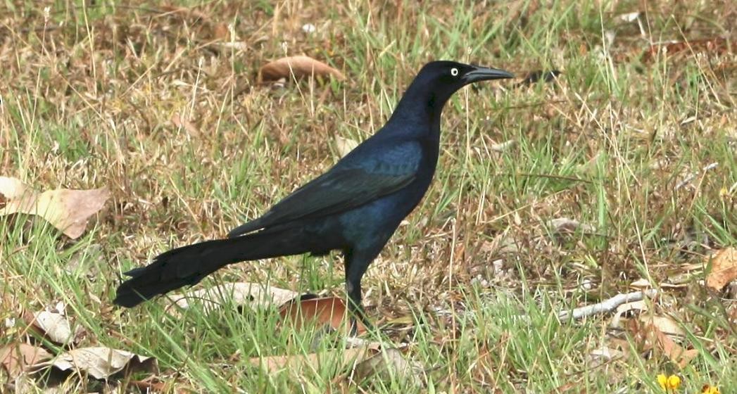 Great-tailed Grackle - ML94690561