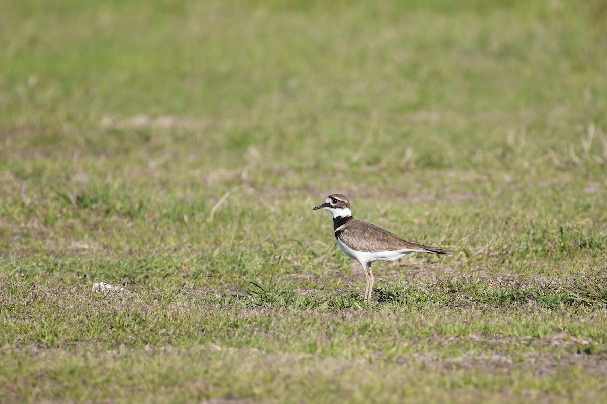 Killdeer - ML94690851