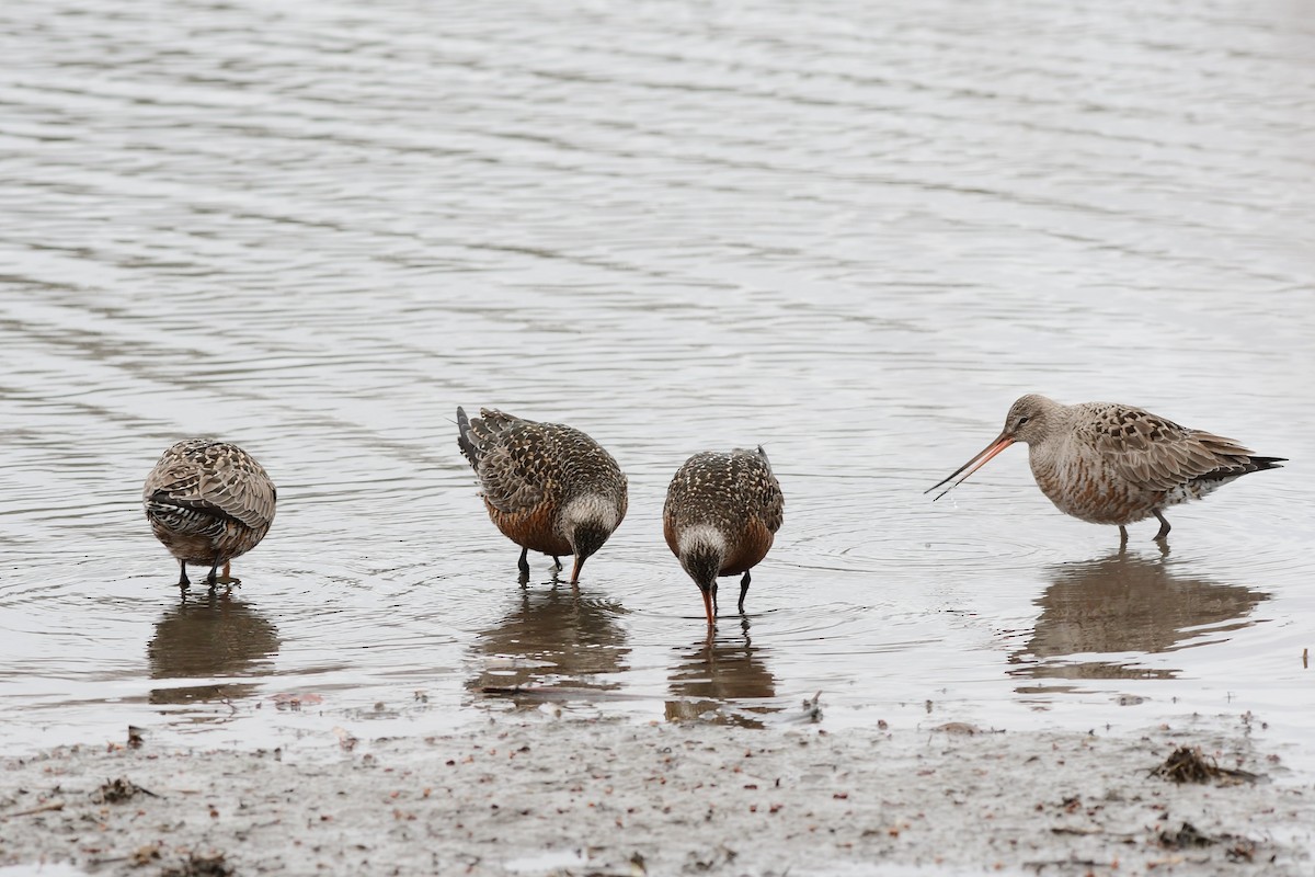 Hudsonian Godwit - ML94690981