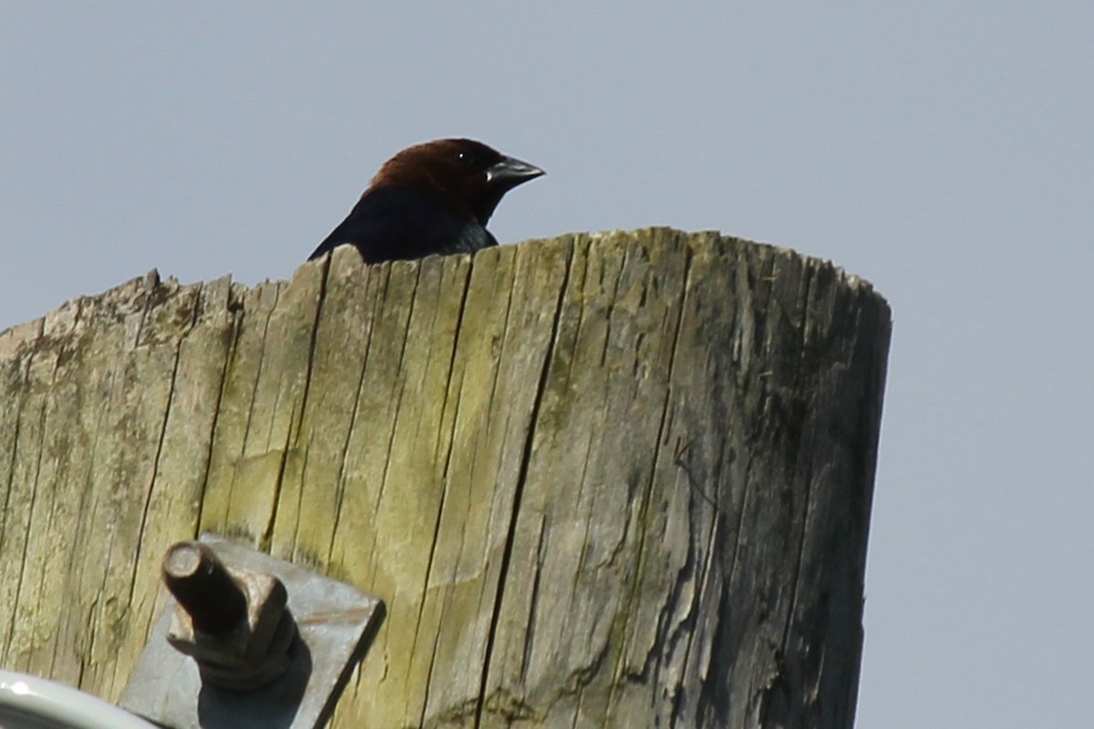 Brown-headed Cowbird - ML94691001