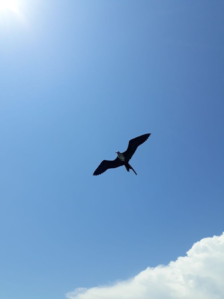 Magnificent Frigatebird - ML94691791